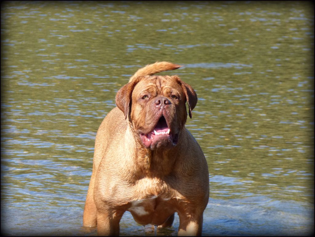 Leia organa aka blondie Unbelievadog