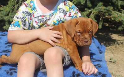 Unbelievadog - Dogue de Bordeaux - Portée née le 15/06/2024