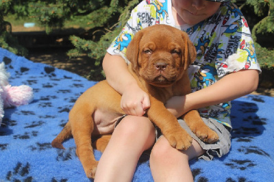 Unbelievadog - Dogue de Bordeaux - Portée née le 15/06/2024