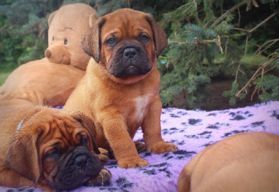 Unbelievadog - Dogue de Bordeaux - Portée née le 15/05/2024