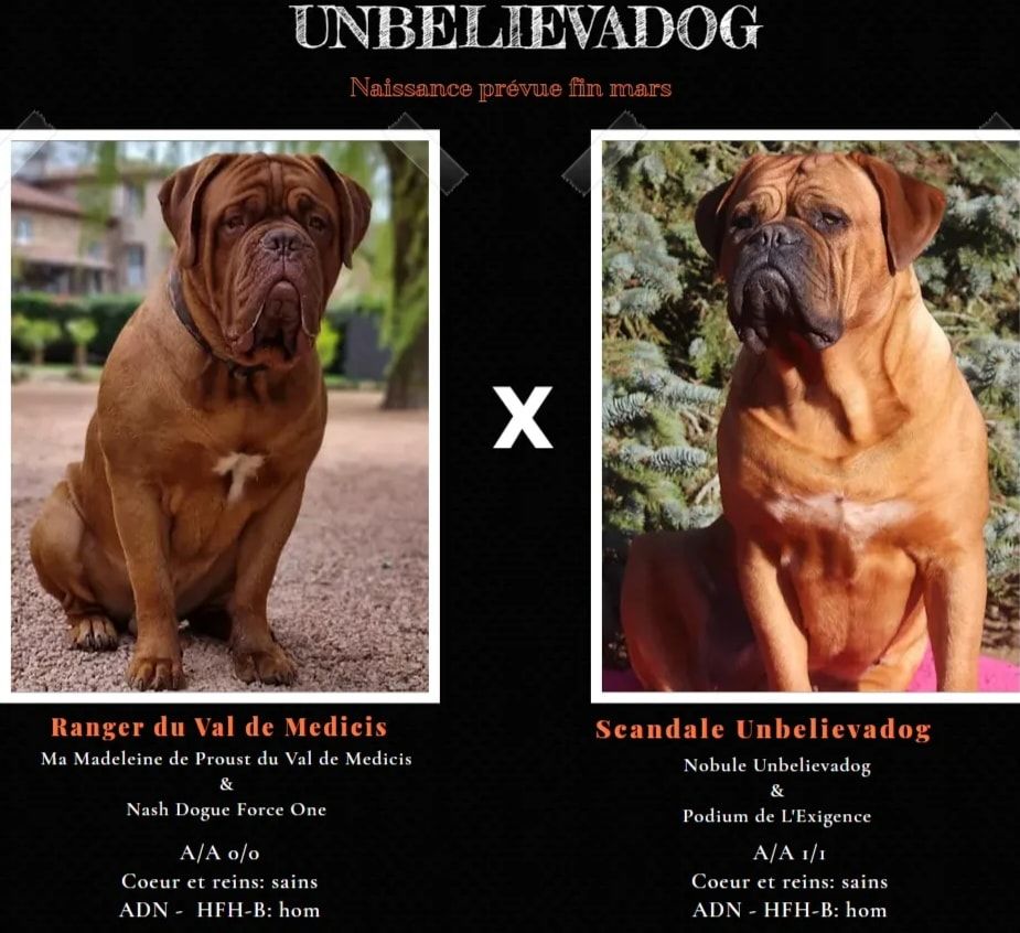 chiot Dogue de Bordeaux Unbelievadog